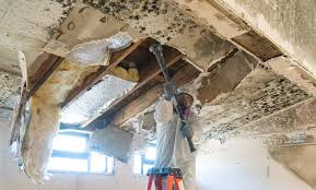 Tusculum, TN Mold Remediation Company